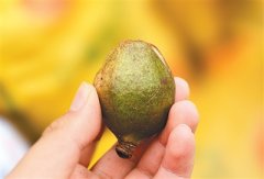 这是湖南亚美茶油股份无限公司建成的油茶果5